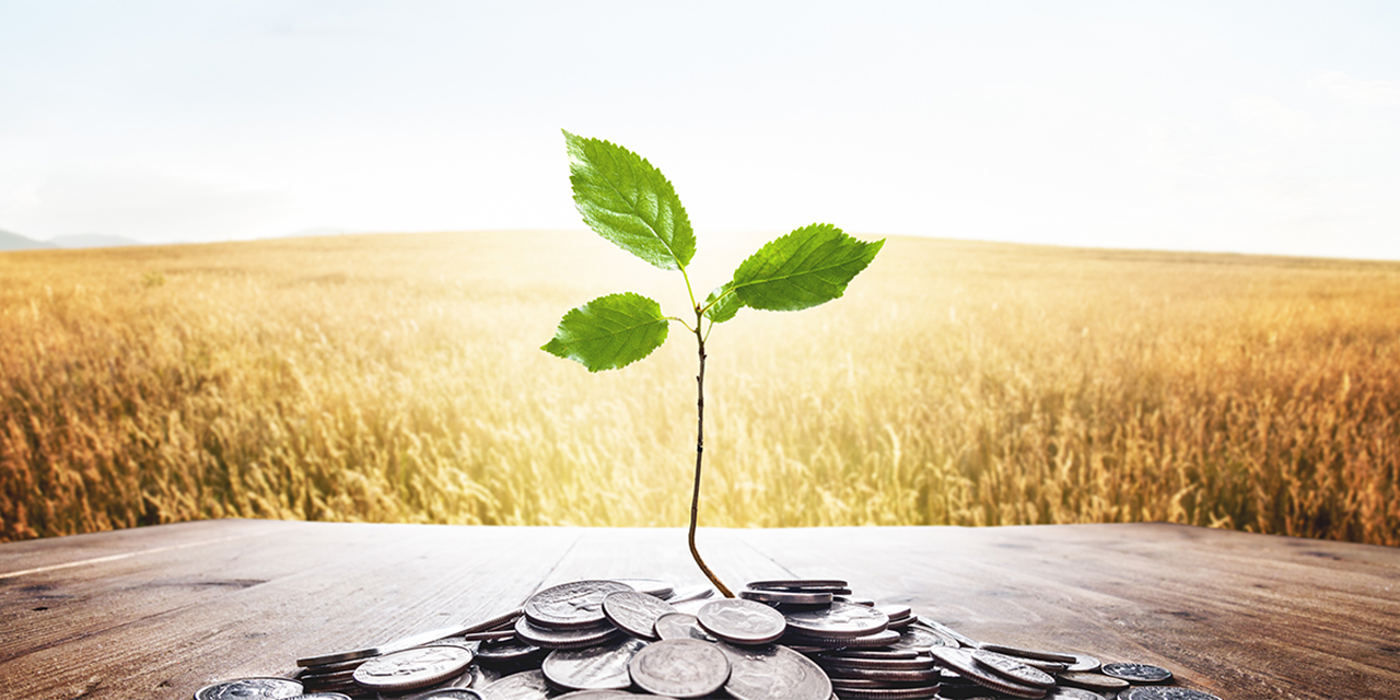 Sprout growing out of a pile of coins.